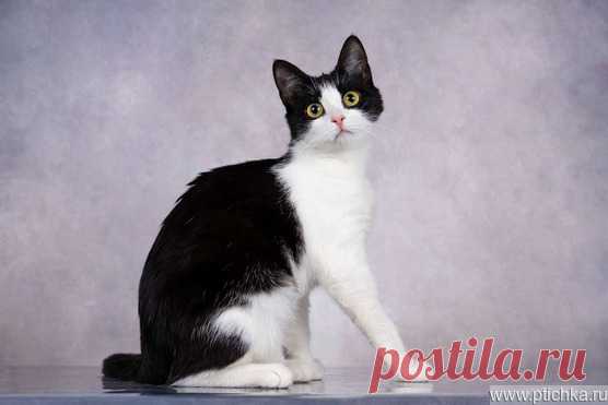 Европейская короткошерстная кошка ищет заботливых хозяев — животные в дар | Птичка.ру