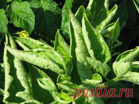 Почему у томатов сворачиваются листья?