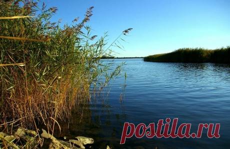 Вся рыба около вас, а не у соседей - рабочая прикормка с 5 мощными добавками | Рыбалка для людей | Яндекс Дзен