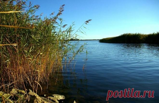 Вся рыба около вас, а не у соседей - рабочая прикормка с 5 мощными добавками | Рыбалка для людей | Яндекс Дзен