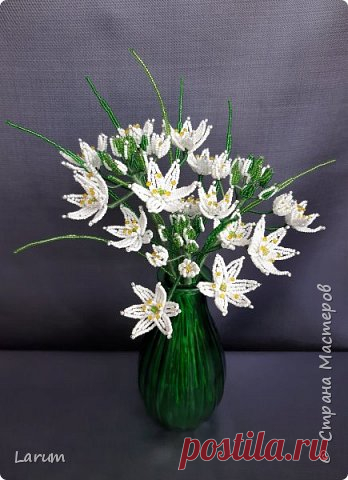Птицемлечник