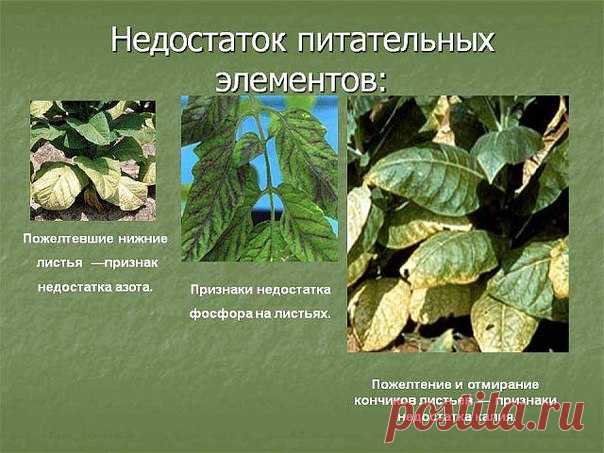 Какие признаки недостатка питания у растений 

Признаки дефицита элементов питания у растений могут быть следующие: 

- Азот: хилость, бледность, мелкие листья (иногда с оранжевыми оттенками), короткие и тонкие побеги растут под острым углом к главному стеблю.
Показать полностью…
