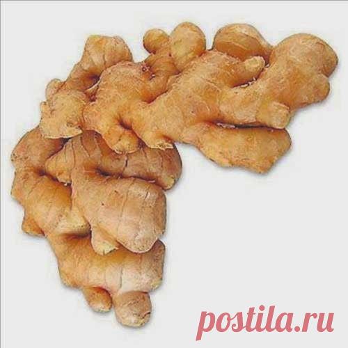 Имбирь против старения кожи | Друг пенсионера
Благодаря своей декоративности, им­бирь весьма эффектно смотрится в ка­честве комнатного растения. Благода­ря своим лечебным свойствам, имбирь активно применяется в народной меди­цине.