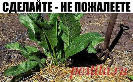 (11) Одноклассники