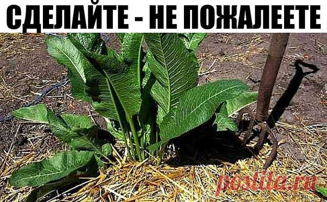 (11) Одноклассники