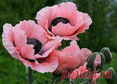 ᴼᴿᴵᴳᴵᴺᴬᴸ   SМАЙЛИКИ   (ړײ)