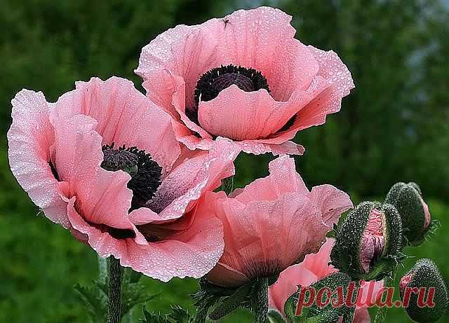 ᴼᴿᴵᴳᴵᴺᴬᴸ   SМАЙЛИКИ   (ړײ)