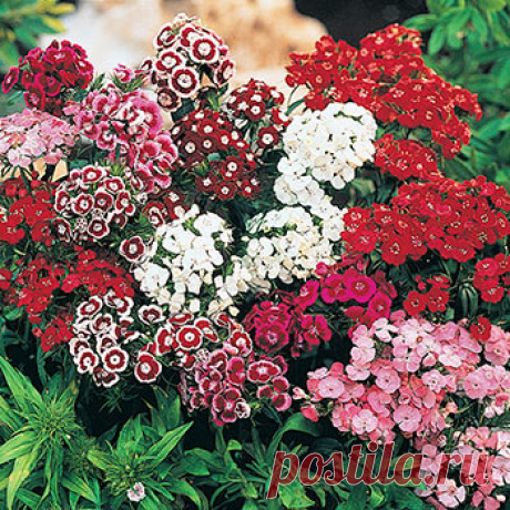 Sweet William Mixture | Perennial  | Breck's Premium Bulbs Colourful, lightly scented flowers are an old-fashioned favourite.Features
small, showy flowers growing in dense, flat-topped clusters measuring 3–5 wide.
Blooms come in vivid shades of red, pink, white and bicolor, sometimes with
a contrasting eye, and with fringed petals. Considered a short-lived perennial
or biennial, but prompt deadheading of spent flowers promotes perennial
tendencies.Dianthus barbatus