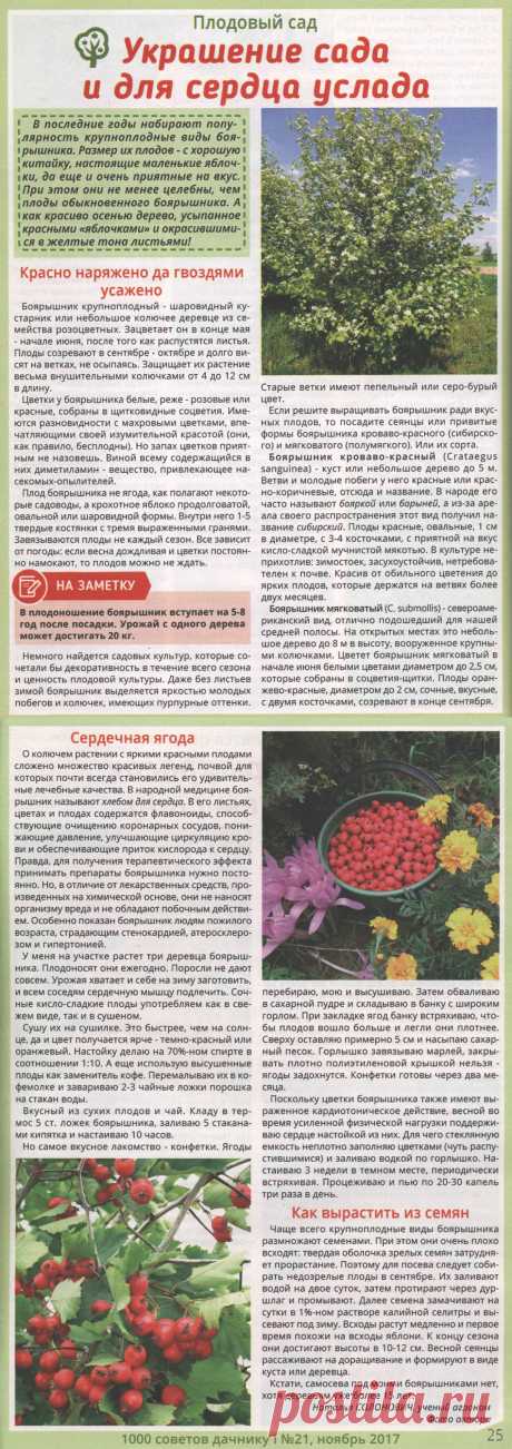 Боярышник - украшение сада
