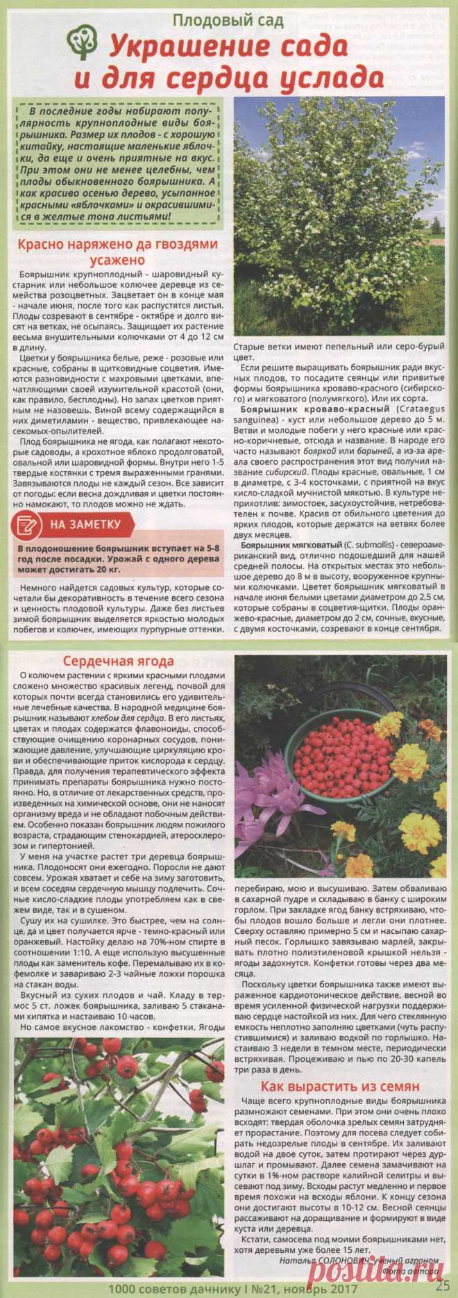 Боярышник - украшение сада