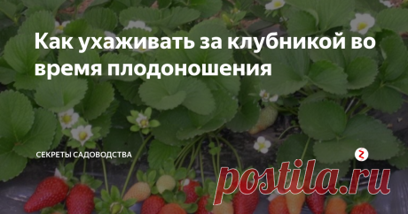 Как ухаживать за клубникой во время плодоношения Сейчас на наших грядках созревают желанные ягоды. Думали, время расслабиться? Вовсе нет! Уход за растением в этот период очень важен: от него зависит вкус ягод, продолжительность плодоношения и здоровье растения. Ведь на созревание клубничек куст тратит огромное количество сил!
Содержание статьи:
-  Сбор ягод;