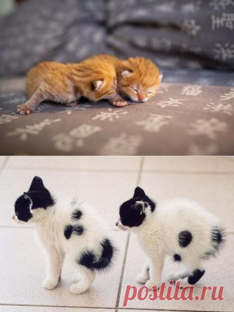 Близняшки-очаровашки!