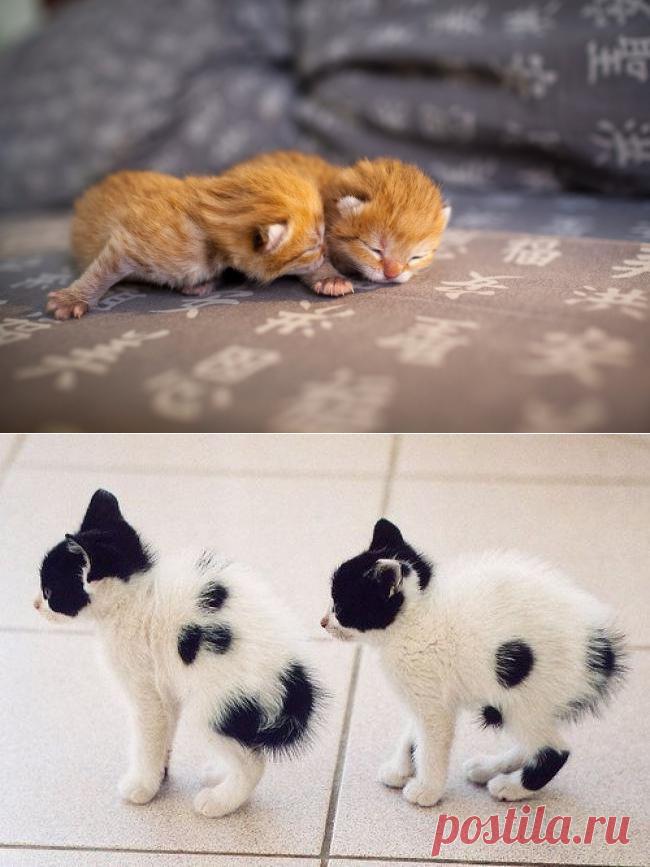 Близняшки-очаровашки!