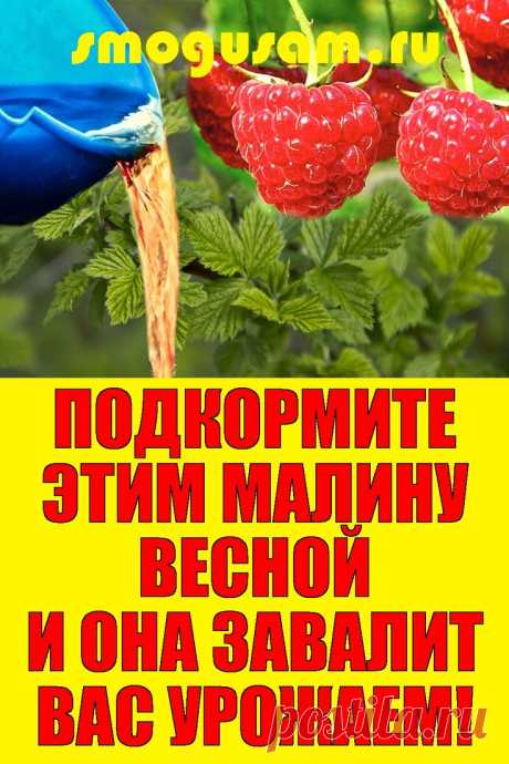 📌ПОДКОРМИТЕ ЭТИМ МАЛИНУ ВЕСНОЙ И ОНА ЗАВАЛИТ ВАС УРОЖАЕМ!🍓🍓🍓 в 2024 г | Овощные грядки, Малина, Вредители растений