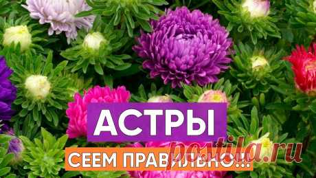 «Хитрый» способ посева астры без хлопот и трат времени Астры — великолепные осенние цветы, которые заслуживают пристального внимания. Вырастить рассаду астр, которые будут цвести все лето, до самых холодов —
