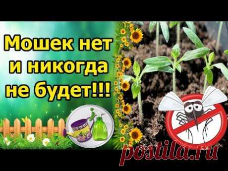 МОШЕК НА РАССАДЕ НЕТ И НЕ БУДЕТ! ПРОФИЛАКТИКА И БОРЬБА С МУШКАМИ СЦИАРИДАМИ!