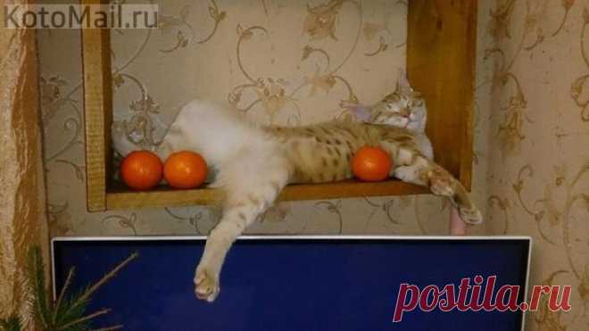 Натюркот)