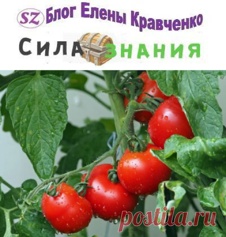 Подкормка помидор дрожжами: рецепты для открытого грунта и теплицы
