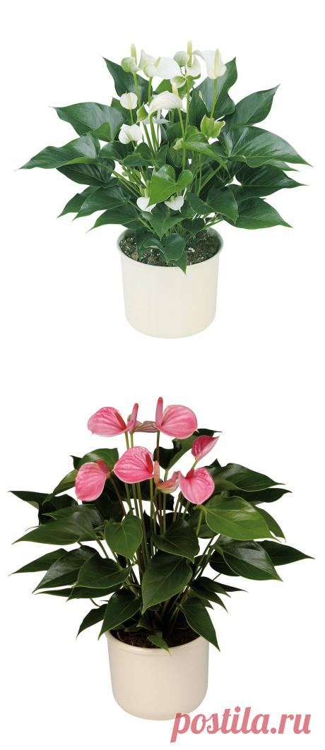 Сорта Антуриума андре - фото