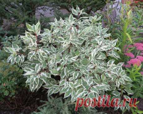 Дерен: размножение черенками летом, осенью и весной (фото + видео)