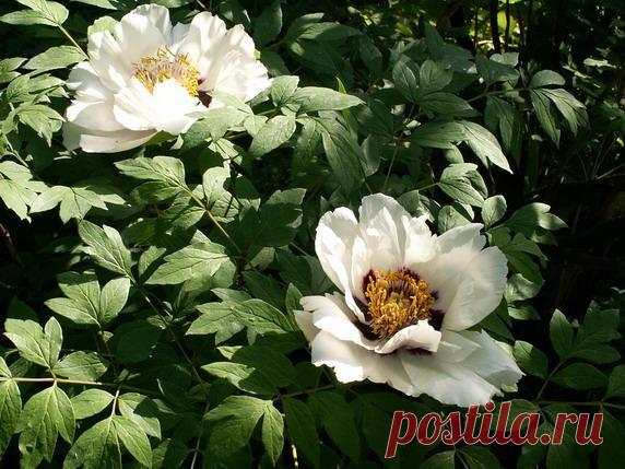 Агротехника выращивания древовидных пионов