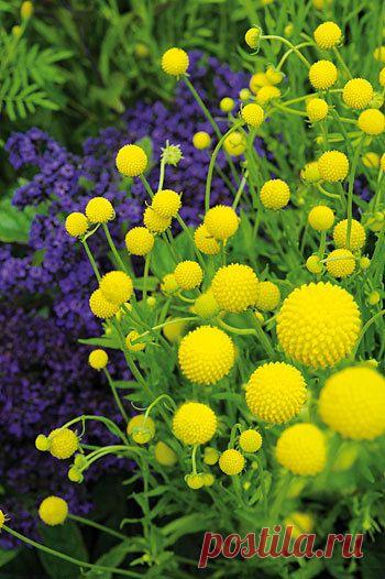 Цефалофора — оригинальный летник для ароматизации напитков и выпечки - Экологическое землетворчество | Экологическое землетворчество