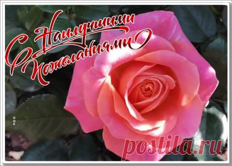 Картинка с розой с наилучшими пожеланиями
