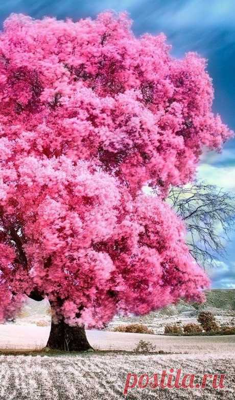 ༺🌸༻
Почувствуй музыку весны.
Ещё зима стоит на перепутье,
И разбиваются мгновенно,
О лёд хрустальные мечты.

Не долго ждать нам избавленья,
Растает снег, исчезнут холода.
Зимы сбежавшей преступленья,
Омоет талая вода...
А. Кирсанов