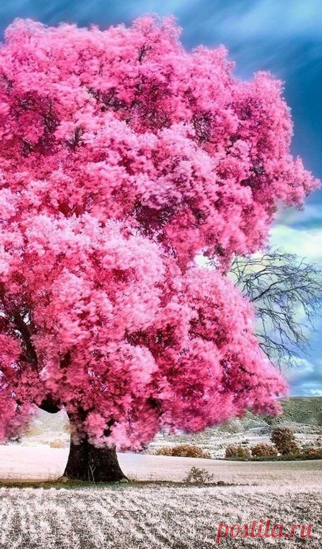 ༺🌸༻
Почувствуй музыку весны.
Ещё зима стоит на перепутье,
И разбиваются мгновенно,
О лёд хрустальные мечты.

Не долго ждать нам избавленья,
Растает снег, исчезнут холода.
Зимы сбежавшей преступленья,
Омоет талая вода...
А. Кирсанов
