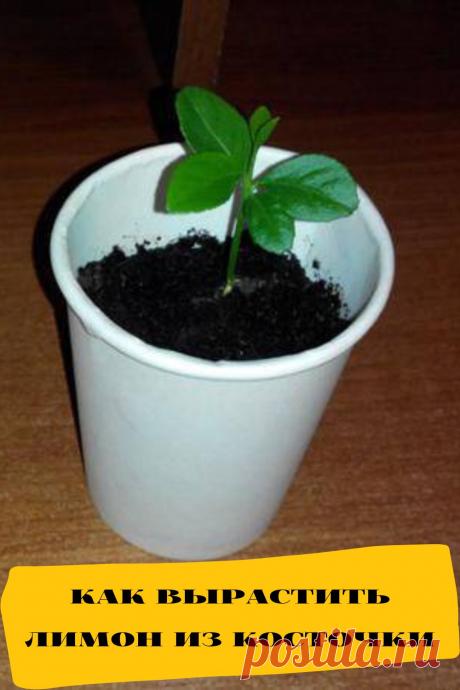 как вырастить лимон из косточки