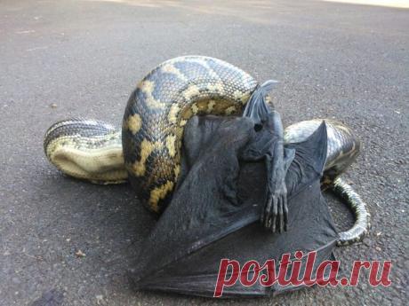 Шокирующие фотографии животного мира Австралии / livejournal.com / Surfingbird.ru