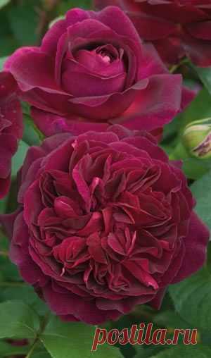 English Shrub Rose: Rosa 'Munstead Wood' (U.K., 2007)  |  Pinterest: инструмент для поиска и хранения интересных идей