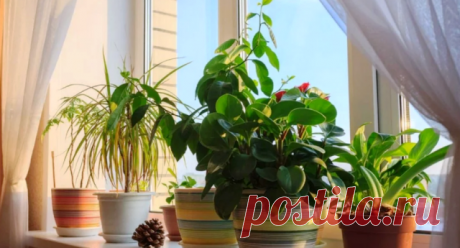 Уход за комнатными цветами зимой в домашних условиях Наверное, каждый цветовод, и не только новичок, когда-то «терял» свои комнатные цветы, и происходило это, скорее всего, зимой. Холодный подоконник, жаркий сухой воздух от батарей, сквозняки и чрезмерн