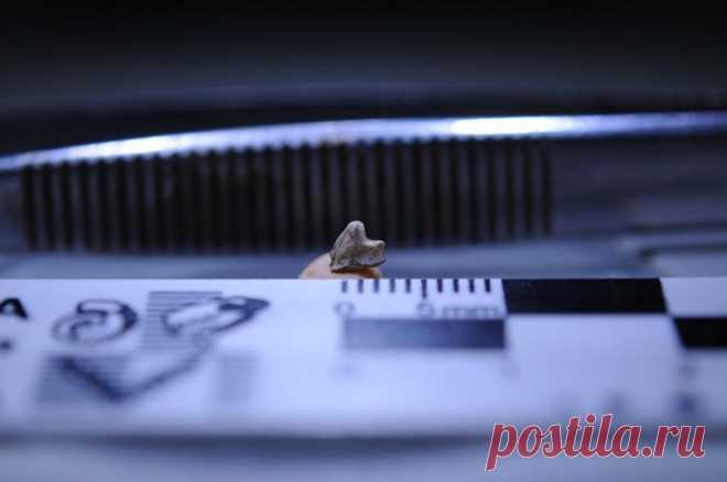 Одно из древних животных Бразилии получило название, связанное с творчеством Дэвида Боуи | Наука и технологии