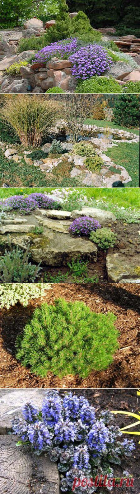 Как правильно сделать каменистый садик или рокарий своими руками.