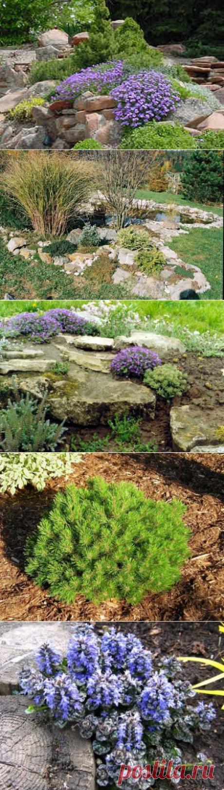 Как правильно сделать каменистый садик или рокарий своими руками.