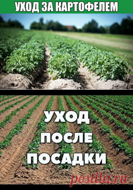 После посадки картофеля садовник может не появляться на поле в течение недели, но затем «картофельная рутина» продолжается до сбора урожая.

В течение всего вегетационного периода уход за картофелем заключается в том, чтобы почва на участке была чистой от сорняков и хрупкой, чтобы воздух мог лучше проникать к корневой системе. Также важна борьба с вредителями, особенно с колорадскими жуками и болезнями.

Посадка картофеля в оптимальное время с