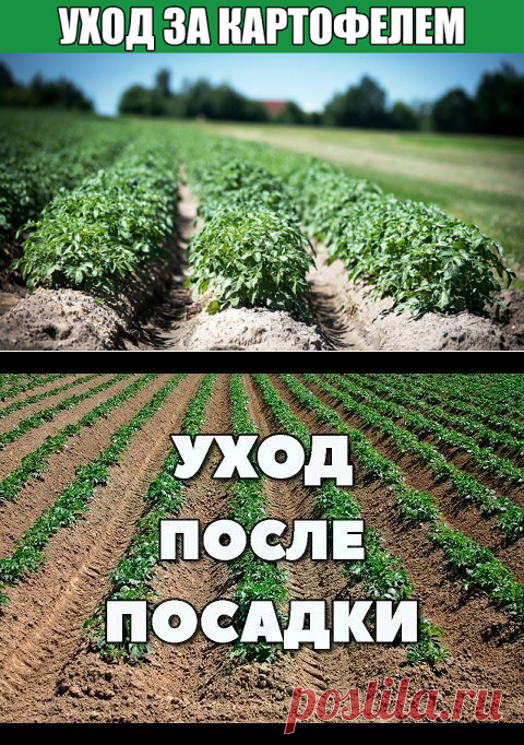 После посадки картофеля садовник может не появляться на поле в течение недели, но затем «картофельная рутина» продолжается до сбора урожая.

В течение всего вегетационного периода уход за картофелем заключается в том, чтобы почва на участке была чистой от сорняков и хрупкой, чтобы воздух мог лучше проникать к корневой системе. Также важна борьба с вредителями, особенно с колорадскими жуками и болезнями.

Посадка картофеля в оптимальное время с