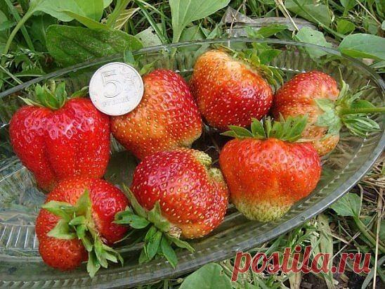 Полезные советы для любителей клубники!!!
Фото наших подписчиков.

Если вы до сих пор убеждены в том, что клубника требует особого внимания
и ухода, вы ошибаетесь. Секрет урожайности заключается лишь в
соблюдении некоторых правил, которые можно выработать с годами. Суть их
заключается в следующем:

Правило первое. Питание. Зимой по снегу разбросайте суперфосфат. Он
будет медленно растворяться вместе со снегом.

Правило второе. Весной, после таяния снега, клубнику следует о...