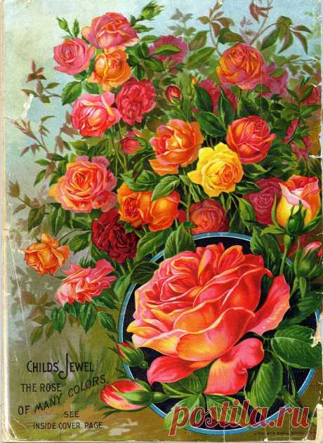 Pin by Missy Grenell on Rose Prints, Graphics and Art