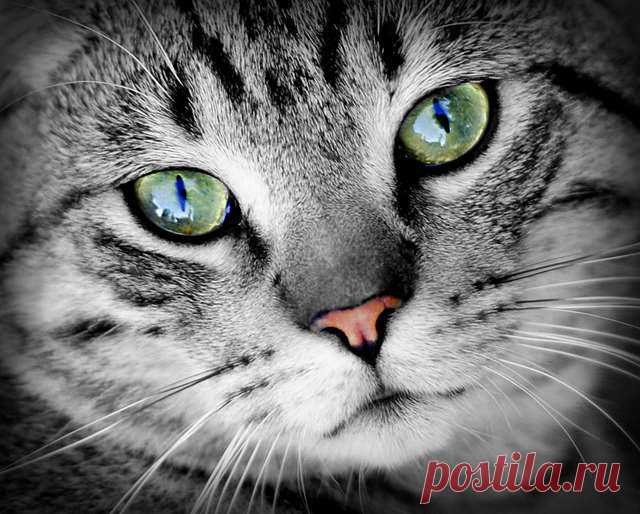 Подборка фото с котиками. Милые создания. №lublusebya-36351227042019 | Люблю Себя