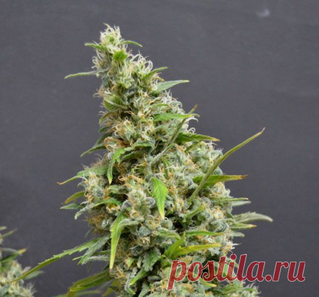 Northern Lights Auto
Genetics: Northern Lights x Ruderalis
Phenotype: Ruderalis 10 %, Sativa 15 %, Indica 75%     
This variety is best shown themselves indoors. Actually, for this purpose it has been created once, and almost all modern varieties for grow box or contain its genetics, or in one way or another repeat it.
#Amsterdam_Seeds