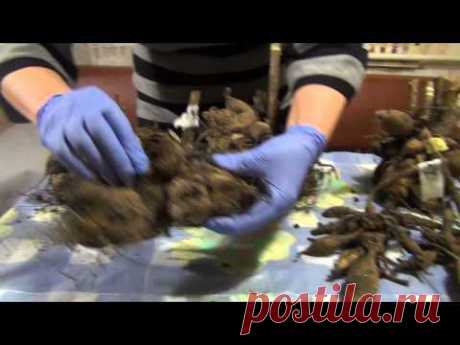 Подготовка клубней георгин к посадке ч.1 Preparation dahlia tubers for planting Part 1