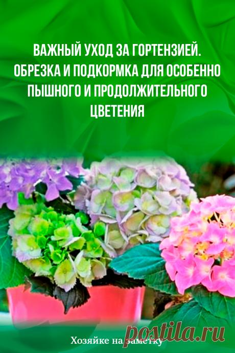 Важный уход за гортензией. Обрезка и подкормка для особенно пышного и продолжительного цветения