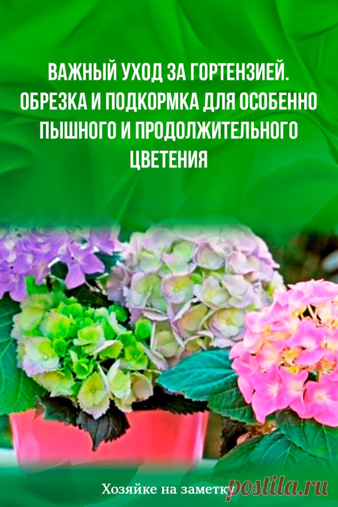 Важный уход за гортензией. Обрезка и подкормка для особенно пышного и продолжительного цветения