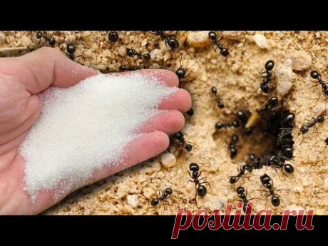 Муравья Разъедает Прямо На Глазах! Наконец-то Реально Рабочий Способ! Муравьи исчезли.