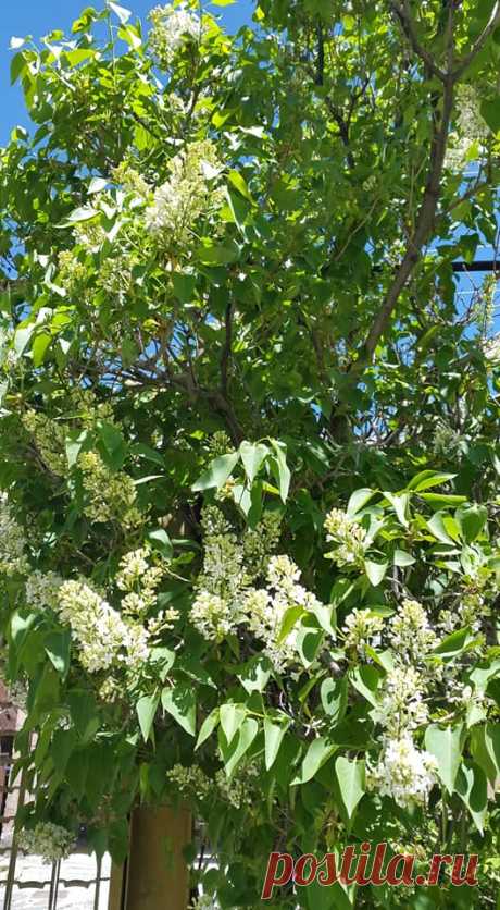 Երբ մերձենում ես Աստվածային գեղեցիկին🌸🌽
Ծաղկունք ապրող ապարանյան բնաշխարհի գարնան վերջին օրվա այս բազմաբույր ծաղկած փունջը մեր այգուց....դուք ևս վայելեք սիրելիներ:

Ես խնդրեցի ծառին. «Պատմի՛ր ինձ Աստծո մասին»: Եվ այն ծաղկեց»:
Ռաբինդրանաթ Թագոր

Ամեն անգամ, երբ գալիս է գարունը, մեկը, հիշելով մեծ բանաստեղծին, խնդրում է ծառերին պատմել Աստծո մասին, և դրանք ծաղկում են։ Ուրիշ ինչպե՞ս պատմել Աստծո մասին, եթե ոչ ծաղիկներով, նրբությամբ, փխրունությամբ, ծնունդ տալու ուժով,