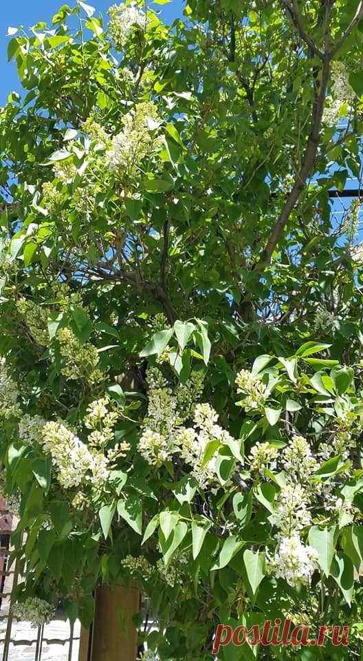 Երբ մերձենում ես Աստվածային գեղեցիկին🌸🌽
Ծաղկունք ապրող ապարանյան բնաշխարհի գարնան վերջին օրվա այս բազմաբույր ծաղկած փունջը մեր այգուց....դուք ևս վայելեք սիրելիներ:

Ես խնդրեցի ծառին. «Պատմի՛ր ինձ Աստծո մասին»: Եվ այն ծաղկեց»:
Ռաբինդրանաթ Թագոր

Ամեն անգամ, երբ գալիս է գարունը, մեկը, հիշելով մեծ բանաստեղծին, խնդրում է ծառերին պատմել Աստծո մասին, և դրանք ծաղկում են։ Ուրիշ ինչպե՞ս պատմել Աստծո մասին, եթե ոչ ծաղիկներով, նրբությամբ, փխրունությամբ, ծնունդ տալու ուժով,
