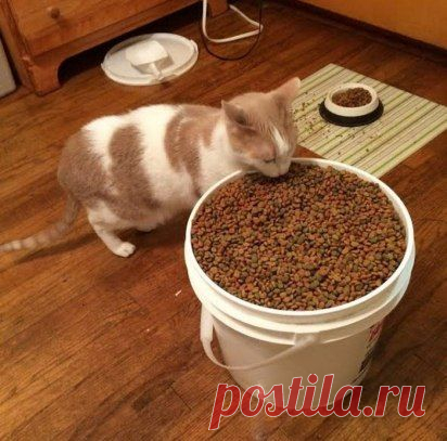 и тазик молока