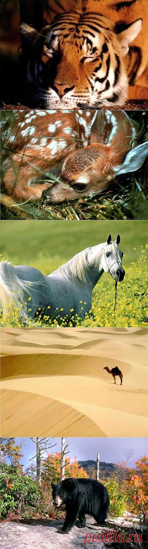 Обои на рабочий стол с животными / Картинки / SpyNet - Спайнет